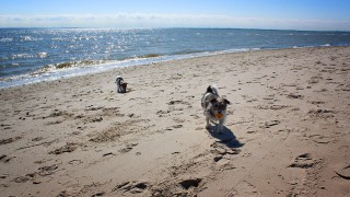 Separater Hundestrand